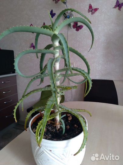 Алоэ вера растение