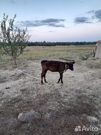 Телята телочки