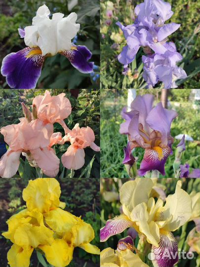 Многолетние садовые цветы