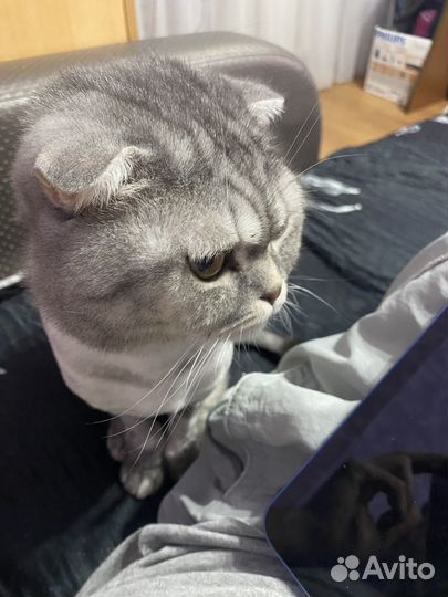 Шотландский вислоухий кот