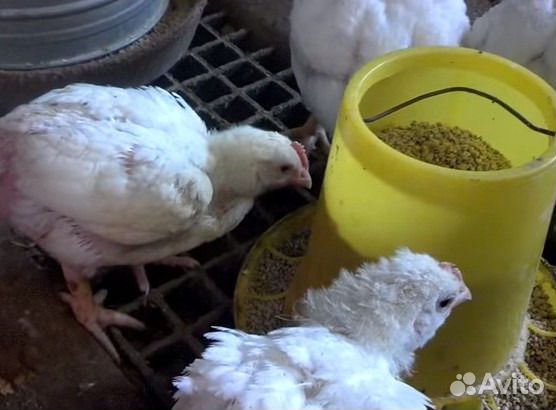 Комбикорм для Бройлеров пк-5