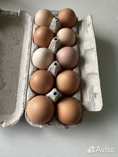 Яйцо домашнее