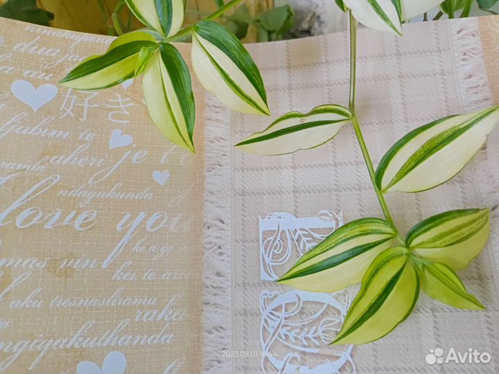 Традесканции разных сортов