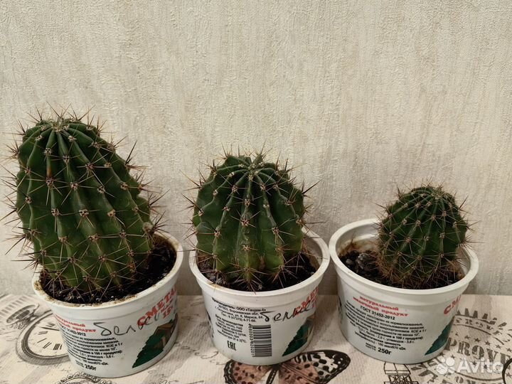 Кактус цветущий