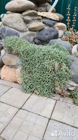 Юкка и плющ для альпийской горки, Спатифиллум