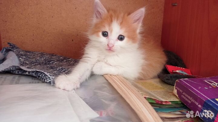 Котенок девочка