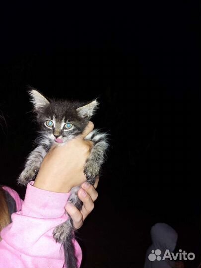 Маленький ушастый уо