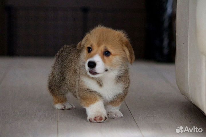 Вельш-корги пемброк мальчик