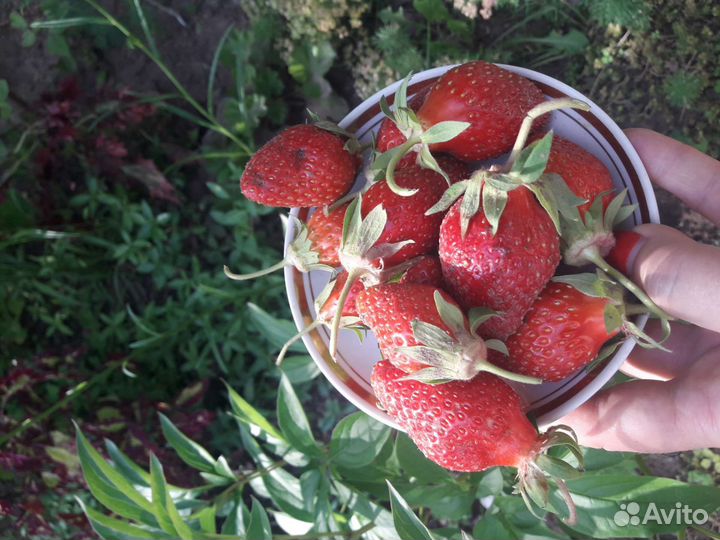 Земклуника Дар(улучшенная Купчиха)саженцы клубника