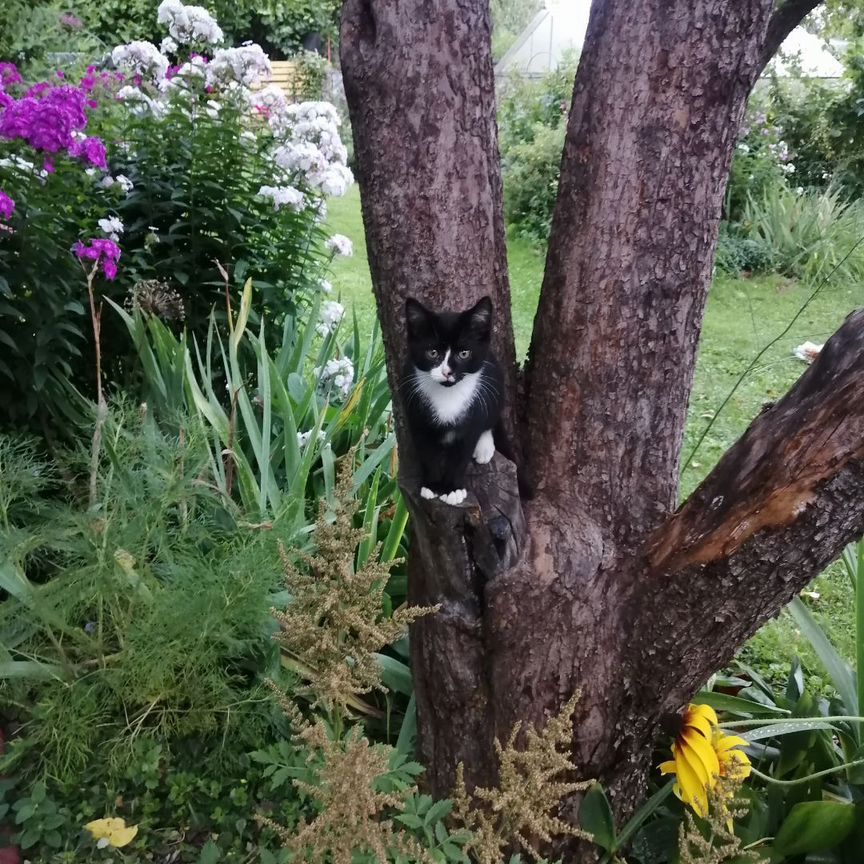 Котята в добрые руки бесплатно