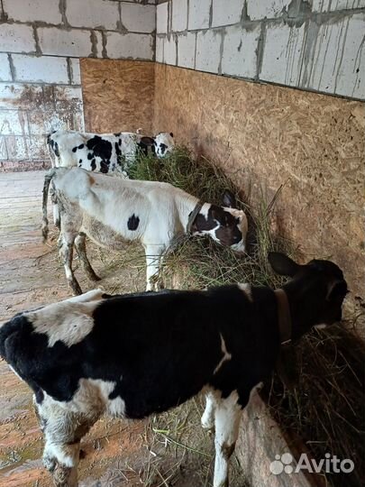 Телята бычки