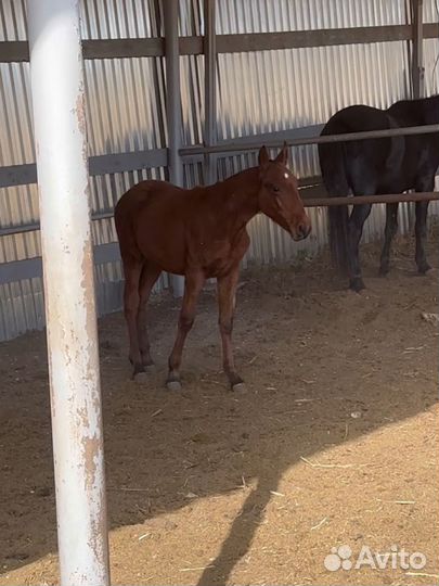 Къ жеребята