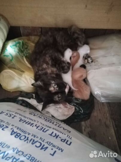 Кошка в дар бесплатно