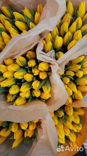 Луковицы тюльпана после выгонки