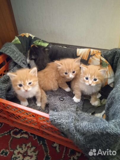 Котята бесплатно