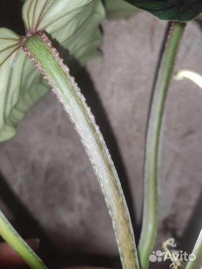 Филодендрон пловмани