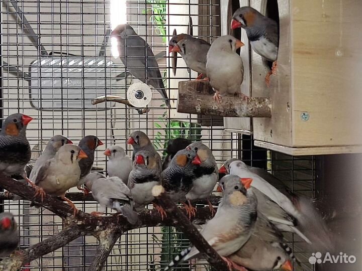 Амадины зебровые