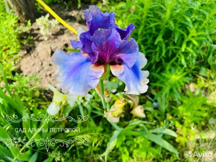 Ирис Карибик