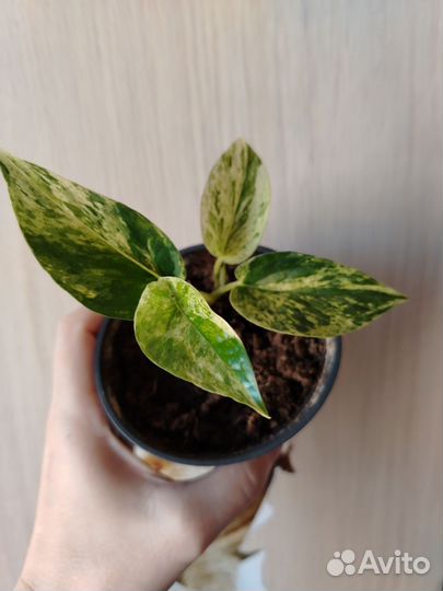 Сциндапсус