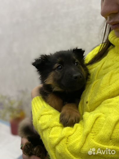 Щенок в добрые руки
