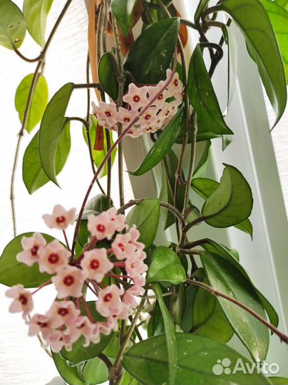 Хойя (восковой плющ) цветет, в подарок Гиппиаструм