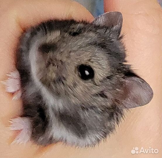 Джунгарские хомяки