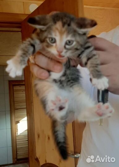 Котята только в хорошие руки