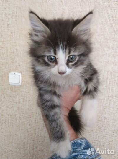 Кошка в дар