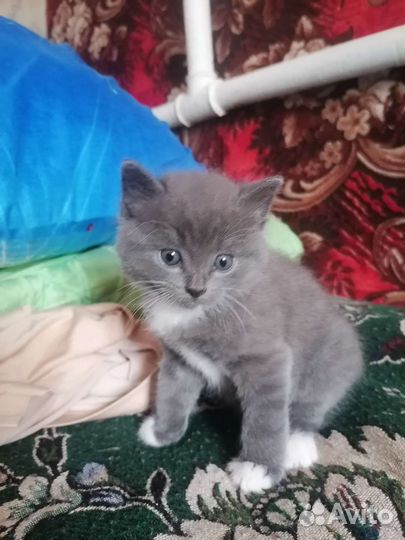 Кошки в добрые руки бесплатно