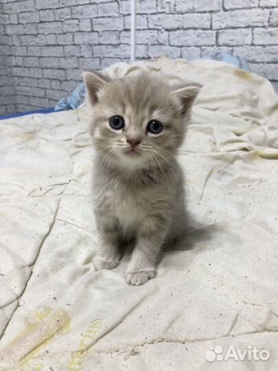 Шотландские котята