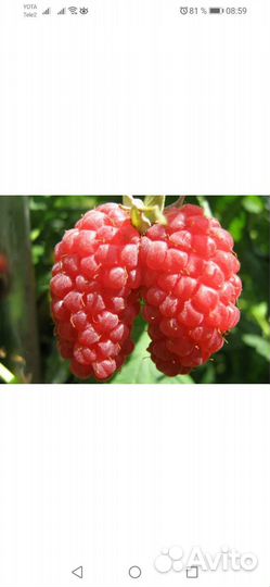 Сморода Малина Таруса