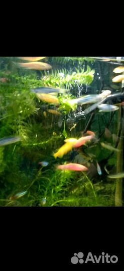 Аквариумные рыбки,данио, тернеции, и другие