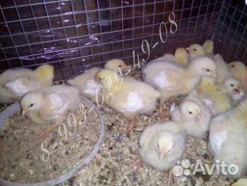 Трёхдневные цыплята