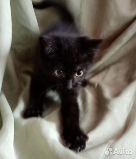 Черный котенок в добрые руки
