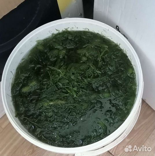 Роголистник в аквариум