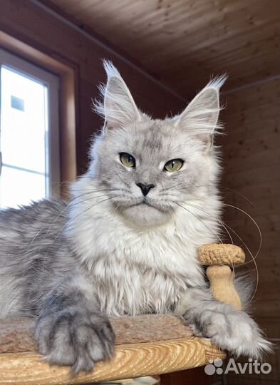 Кошка мейн-кун ищет новый дом