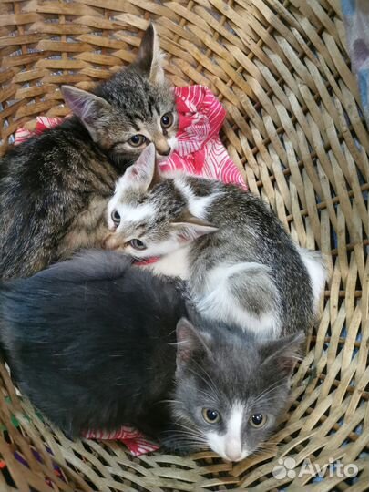 Котята в добрые руки бесплатно