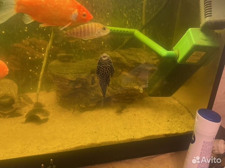Аквариум с рыбами