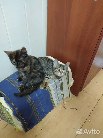 Кошка в дар бесплатно