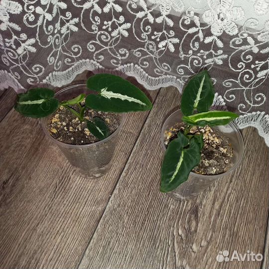 Сортовые сингониумы