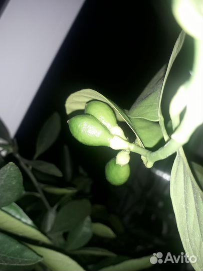 Комнатныи плодоносящии лимон сорт меир