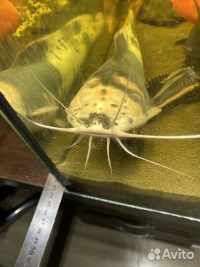 Аквариумные сомы