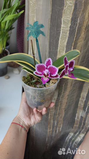 Вариегатная орхидея фаленопсис цветёт