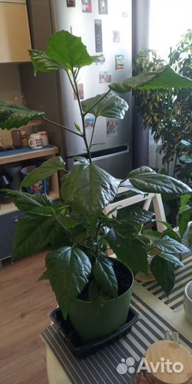 Гибискус махровый сортовой