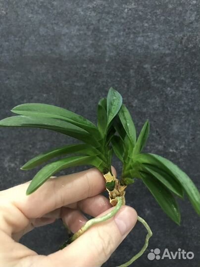 Орхидея neofinetia falkata “Ёдо-но-матсу”