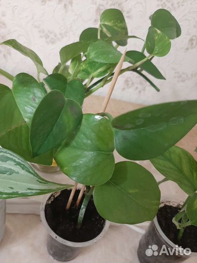 Гиппиаструм,шефлера,эпипремнум