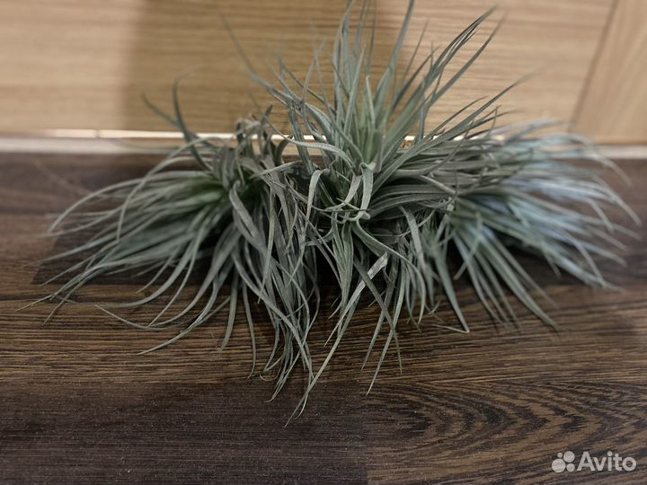 Тилландси сильвер