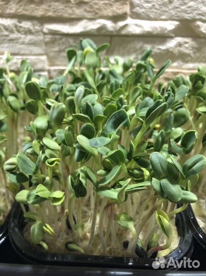 Микрозелень Елец