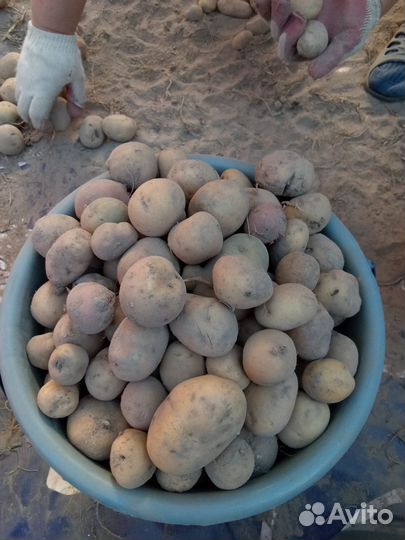Картофель некондиция