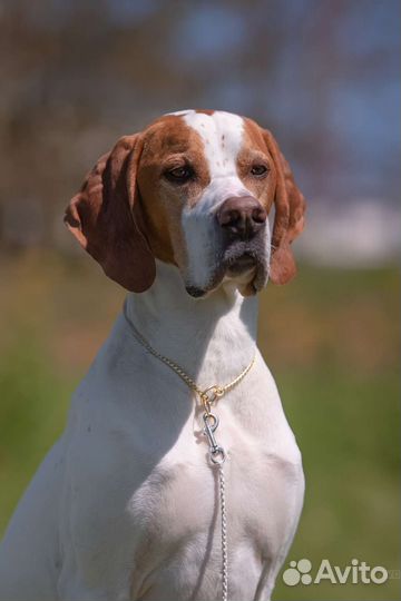 Собака для съёмок в рекламе, кино, фотосессиях